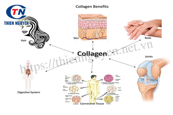 Collagen là một trong những protein quan trọng nhất trong cơ thể