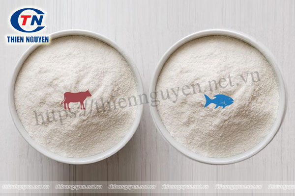 Collagen cá vs Collagen bò: Loại nào tốt hơn?