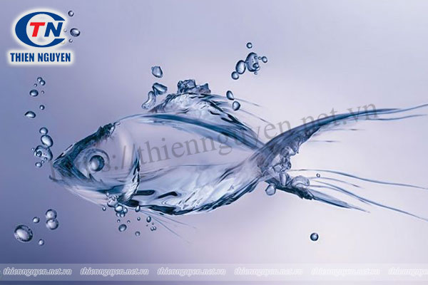 Fish collagen là nguyên liệu quan trọng để phát triển nhiều loại TPBVSK