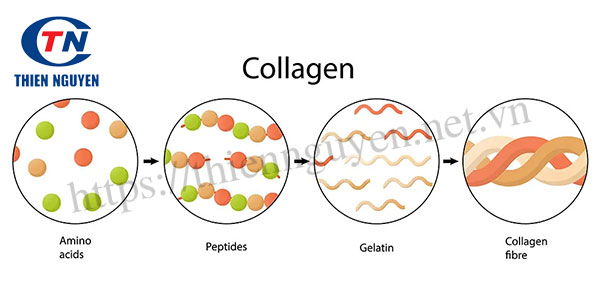 Collagen được cấu tạo từ các chuỗi amio acid