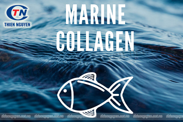 Collagen cá (fish collagen hay marine collagen)