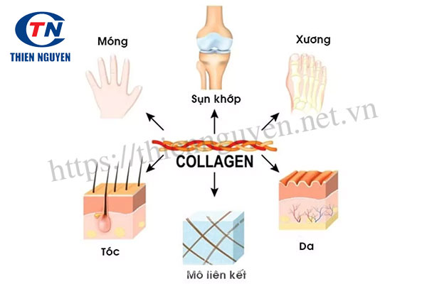 Collagen trong các mô khác nhau của cơ thể người