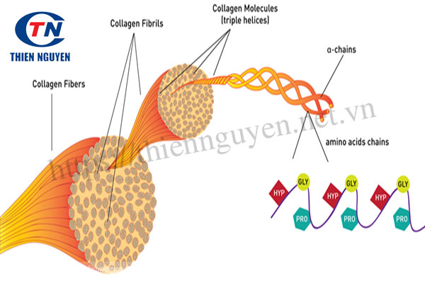 Cấu trúc của collagen