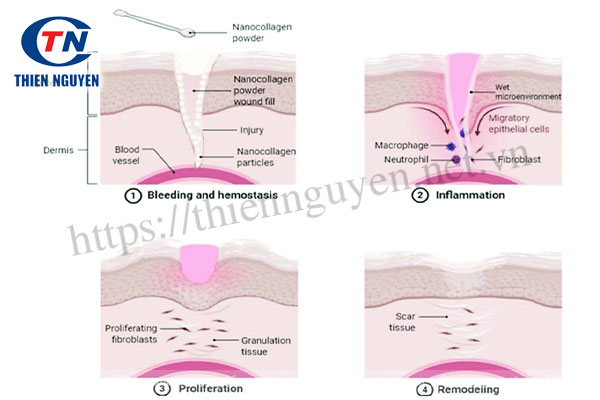 Quá trình phục hồi và tái tạo da nhờ Collagen nano Hàn Quốc