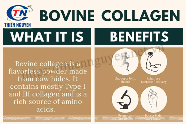 Collagen từ bò (Bovine collagen)