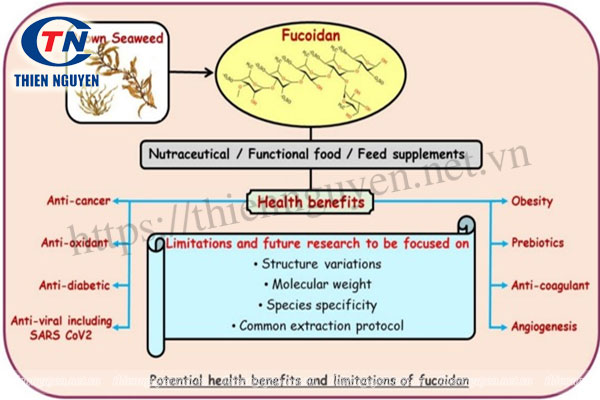 Fucoidan có nhiều lợi ích cho sức khỏe