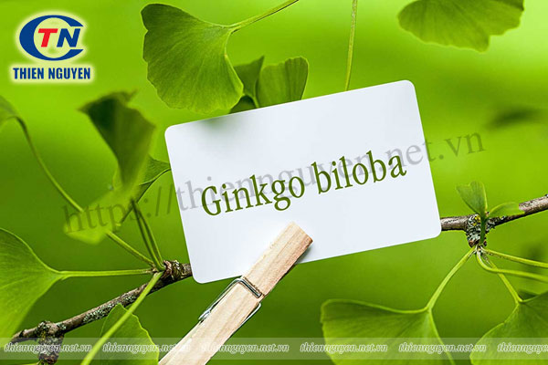 Tác dụng trị mất ngủ của thuốc Ginkgo biloba