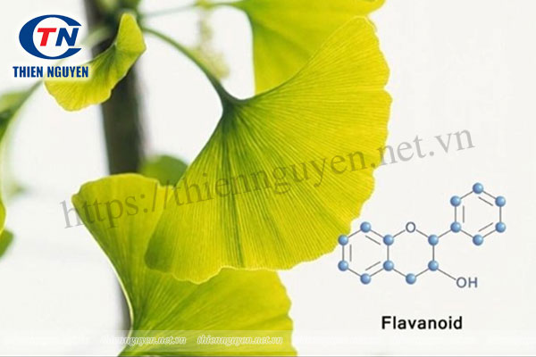Flavanoid có trong Ginkgo biloba là chất chống oxy hóa