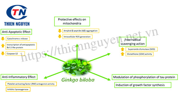 Cơ chế tác dụng của thuốc Ginkgo biloba