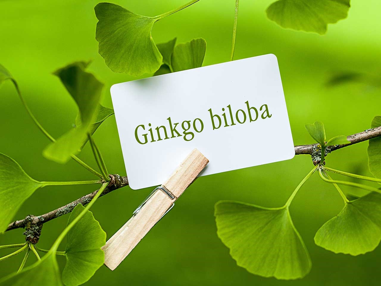 Ginkgo biloba - Giải pháp cho chứng suy giảm trí nhớ 1