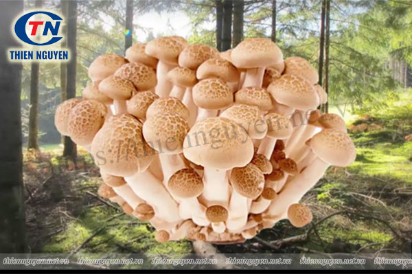 Cây nấm mỡ - Agaricus bisporus – Button Mushroom