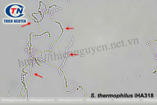 Hình thái của Streptococcus thermophilus iHA318®