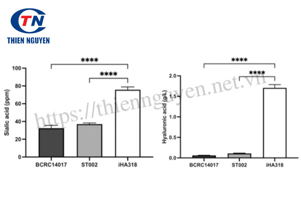 Streptococcus thermophilus iHA318®  tăng tiết sialic acid và hyaluronic acid