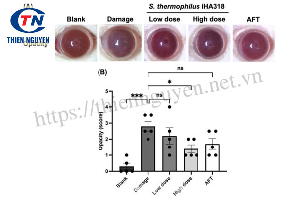 Tác động của Streptococcus thermophilus iHA318®  lên độ đục của giác mạc