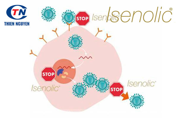 Cơ chế tác dụng chống lại virus cúm của Isenolic®