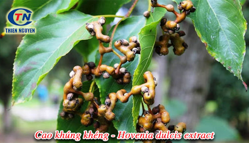cao khúng khéng hovenia dulcis extract