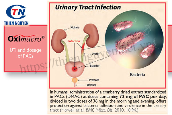 Oximacro® có tác dụng làm giảm viêm đường tiết niệu ở cả nam và nữ