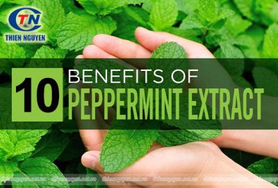 Top 10 tác dụng đã được chứng minh của Chiết xuất bạc hà (Peppermint extract)
