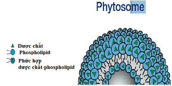 Quercetin Phytosome 2
