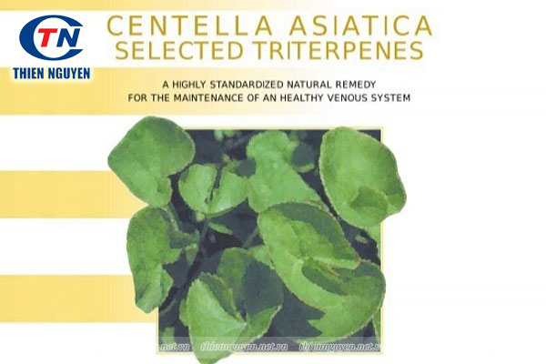 Centella asiatica Selected Triterpenes – CAST có nhiều ứng dụng trong phòng trị bệnh
