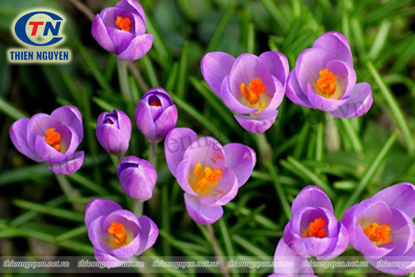 Saffron và khả năng chống trầm cảm của chiết xuất nhụy hoa nghệ tây