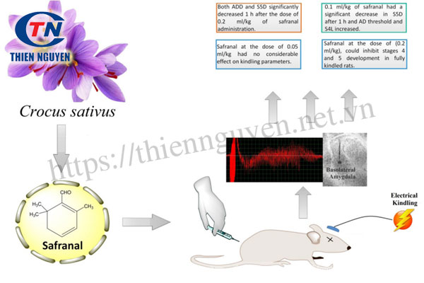 Nghiên cứu đánh giá tác dụng chống co giật của Crocus sativus trên chuột