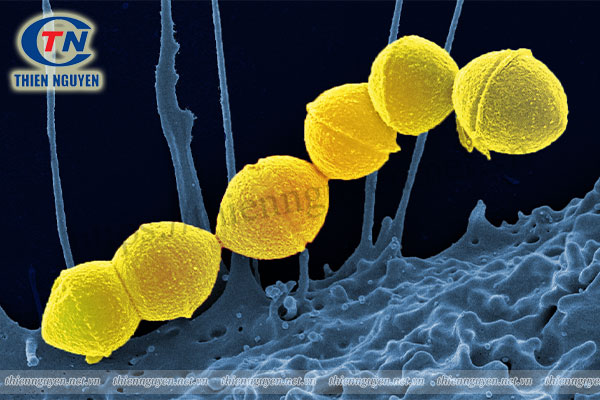 Vi khuẩn Streptococcus pyogenes