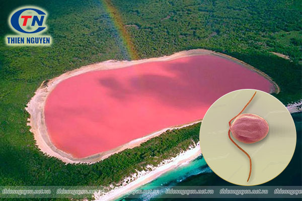Tảo Dunaliella Salina tạo nên màu hồng cho hồ Hillier - Úc
