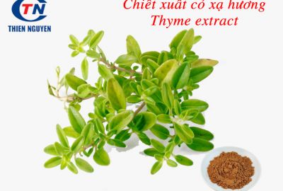 Thyme extract – Chiết xuất cỏ xạ hương (Chiết xuất lá thyme)