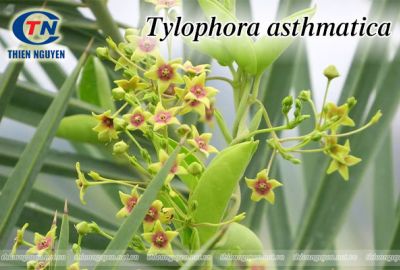 Tylophora leaf extract