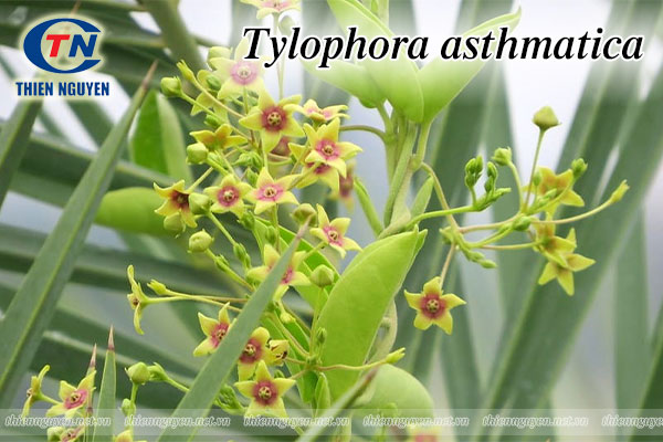 Tylophora leaf extract 