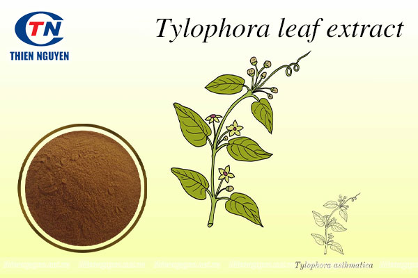 nguyên liệu Tylophora leaf extract 