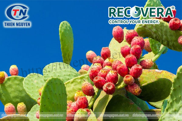 Hỉnh ảnh cây xương rồng nopal