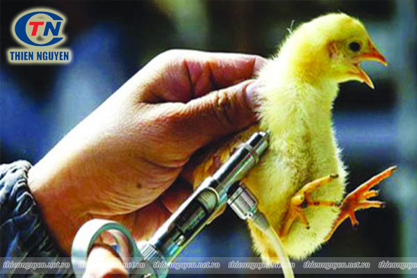 tiêm vaccine phòng bệnh gà rù cho gà con