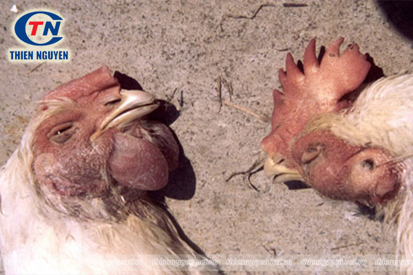 triệu chứng của bệnh tụ huyết trùng trên gà