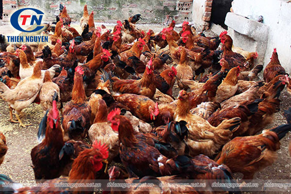 Bị cầu trùng dẫn tới bệnh tiêu chảy ở gà