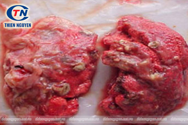 Bệnh tích trên phổi ở gà bị nấm phổi gia cầm 