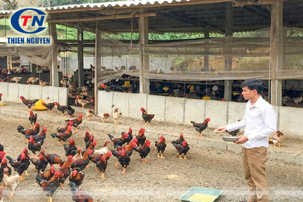 kiến thức chăn nuôi gà cơ bản