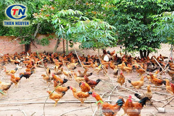 mô hình chăn nuôi gà thả vườn