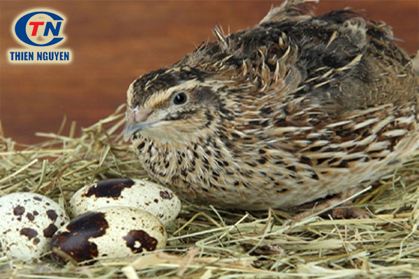 Khả năng lây lan bệnh CRD từ chim mẹ sang trứng cao