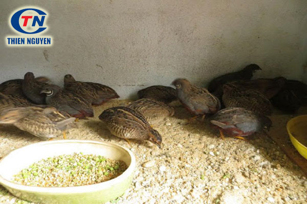 Máng ăn máng uống bẩn khiến bệnh tiêu chảy ở chim cút có cơ hội phát triển
