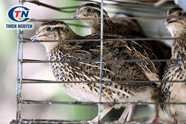 Chim cút dễ nuôi nhưng cũng dễ bị bệnh do nhạy cảm với thời tiết và môi trường