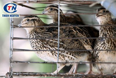 Hiệu quả từ mô hình nuôi cút thả vườn như thế nào Quail Farm  YouTube