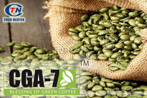 nguyên liệu tpcn giảm cân cga7 chiết xuất hạt cà phê xanh