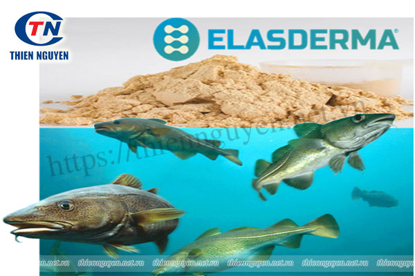 Nguyên liệu làm đẹp chứa Elastin thủy phân từ cá tuyết đại tây dương