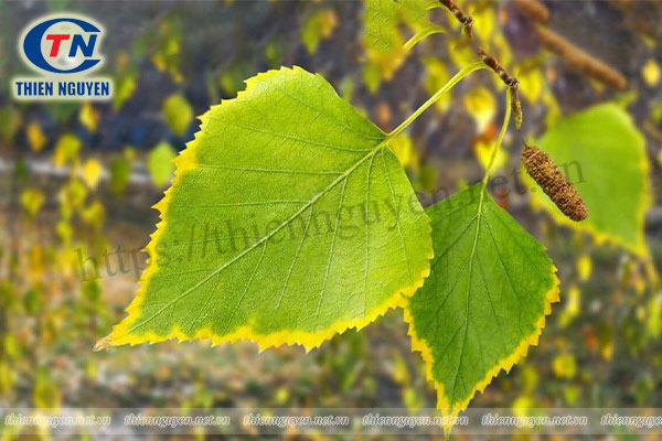 Nguyên liệu TPBVSK làm đẹp Chiết xuất lá bạch dương (Birch leaf extract)