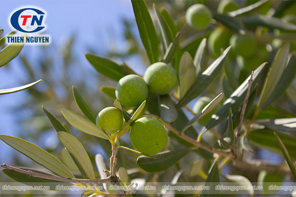Nguyên liệu TPBVSK làm đẹp Chiết xuất lá ô liu (Olive leaf extract)