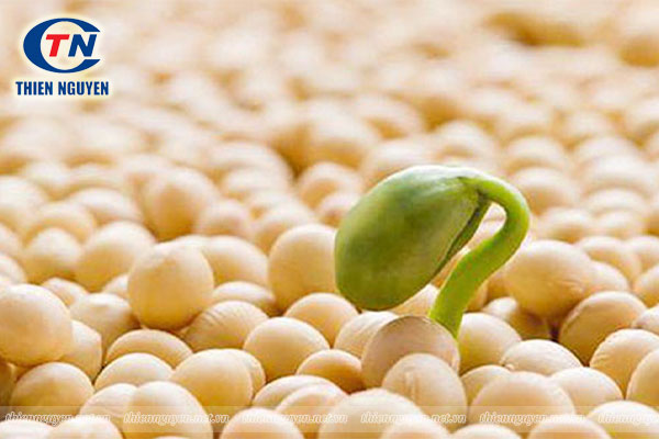 mầm đậu nành soy isoflavones nguyên liệu tăng sinh lý nữ