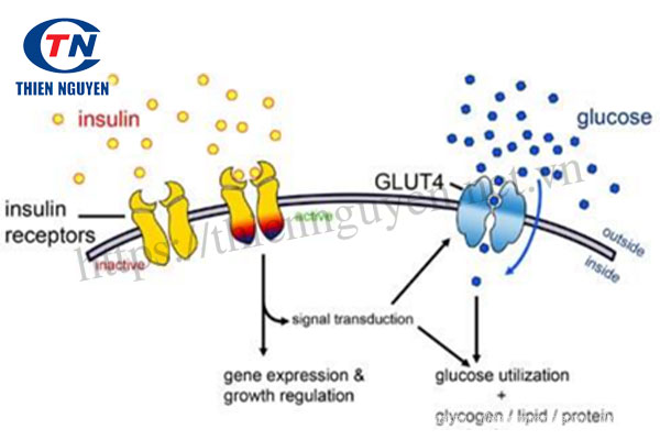 Cơ chế hoạt động của insulin và GLUT4 trong tế bào