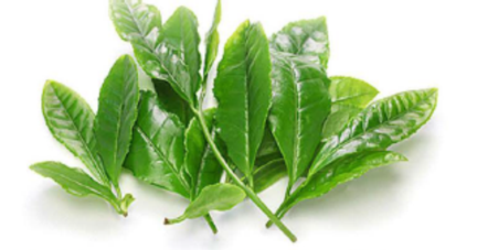 Green tea extract - Chiết xuất trà xanh